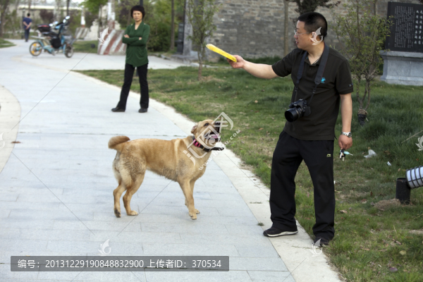 拉布拉多犬,寵物犬,狗,生活