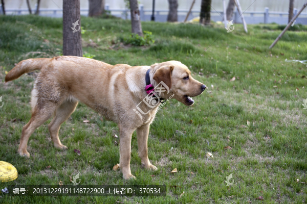 拉布拉多犬,寵物犬,狗,生活