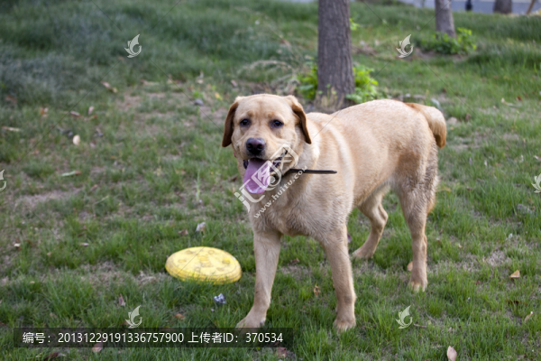 拉布拉多犬,寵物犬,狗,生活