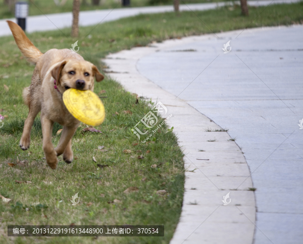 拉布拉多犬,寵物犬,狗,生活