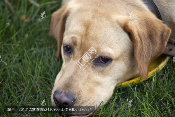 拉布拉多犬,寵物犬,狗,生活