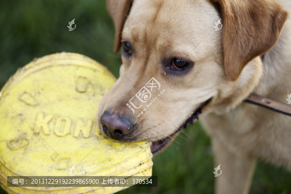 拉布拉多犬,寵物犬,狗,生活
