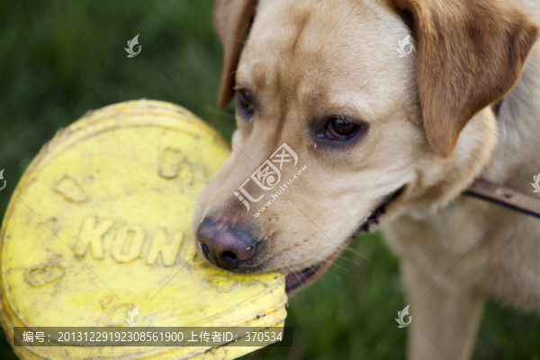 拉布拉多犬,寵物犬,狗,生活