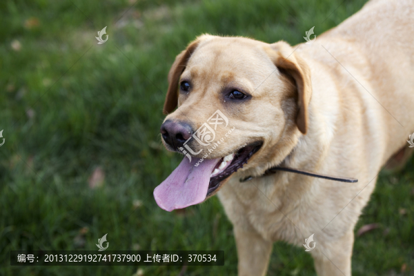 拉布拉多犬,寵物犬,狗,生活
