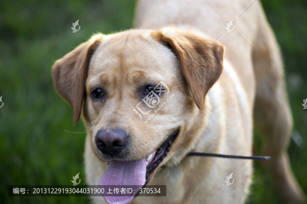 拉布拉多犬,寵物犬,狗,生活