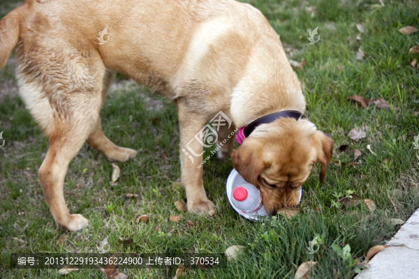 拉布拉多犬,寵物犬,狗,生活
