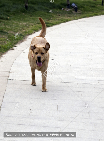 拉布拉多犬,寵物犬,狗,生活