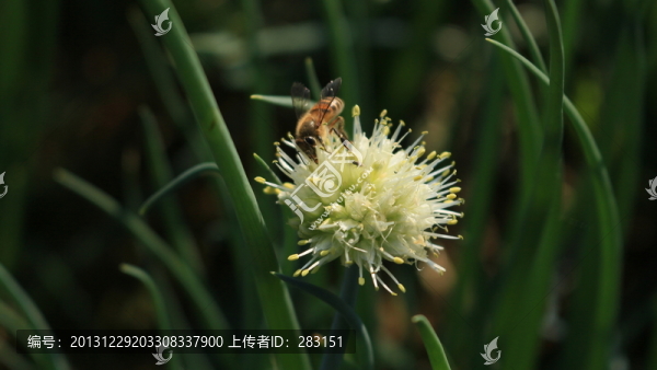 小蜜蜂