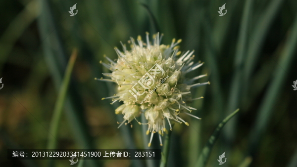 菜花