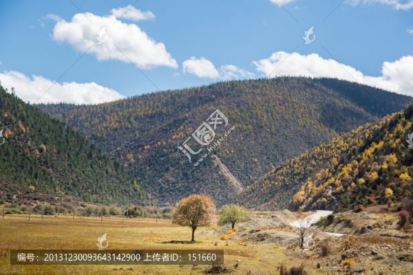 云南香格里拉山地森林