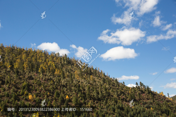 香格里拉山地森林
