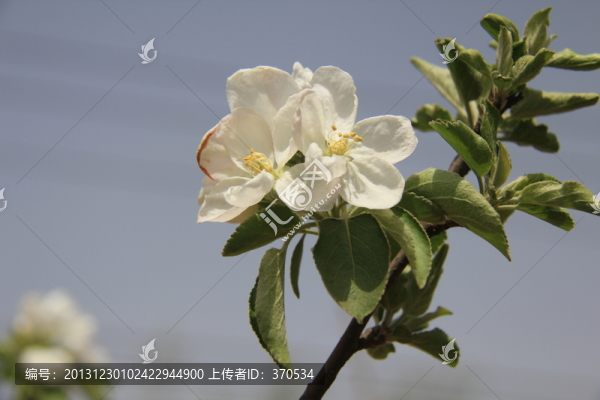 桃花,花卉,花枝,花圃,花朵