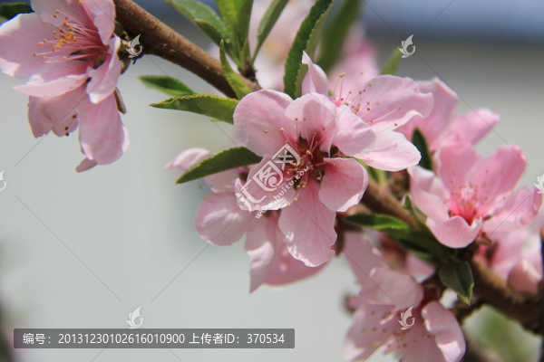 桃花,花卉,花枝,花圃,花朵