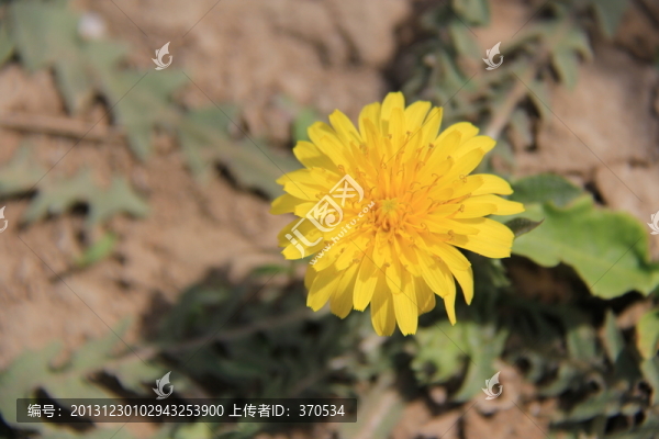 野花,花卉,金黃,花圃,花朵