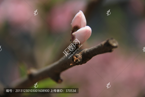 桃花,花卉,花枝,花圃,花朵