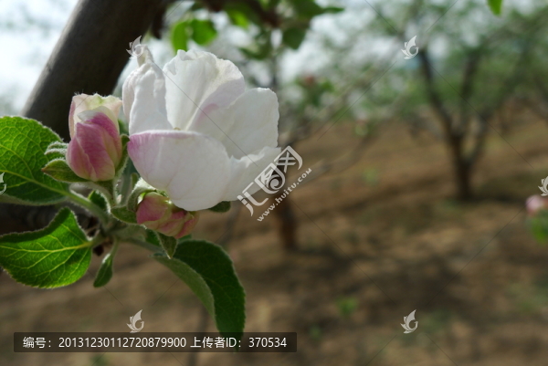 桃林,果樹(shù),桃花,花卉,花枝
