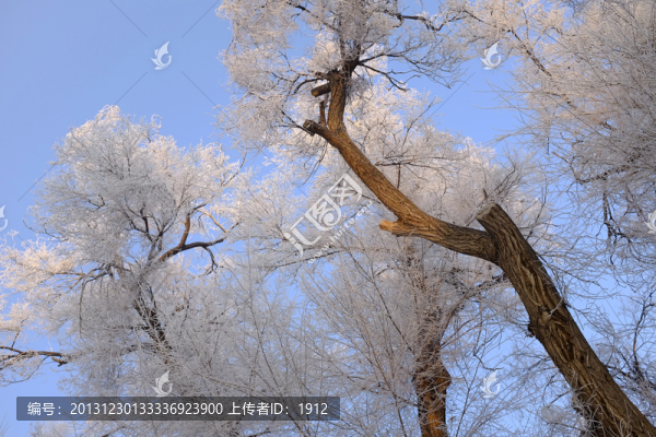 樹(shù)林