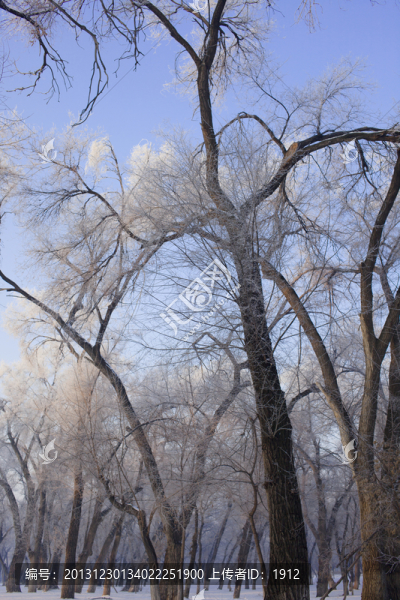 樹林