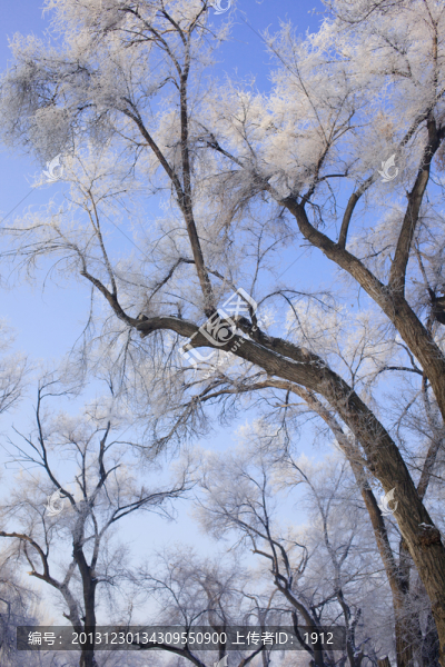 樹林