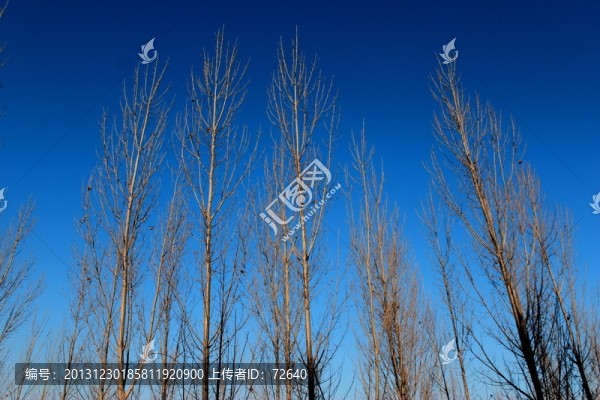 樹林
