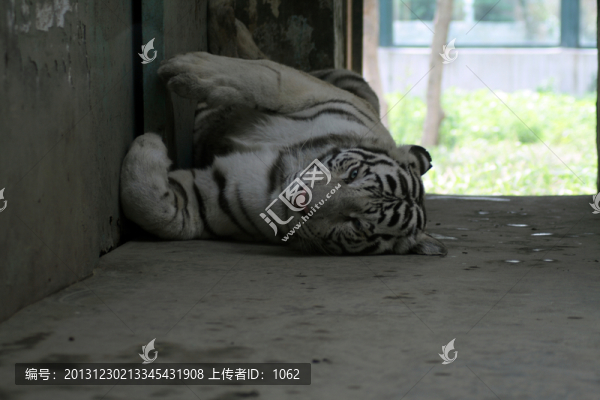 白虎這就是正的圖
