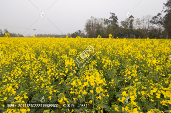 成都平原油菜花