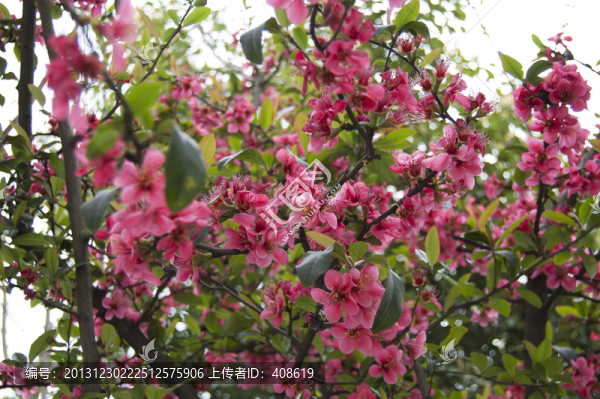 海棠花