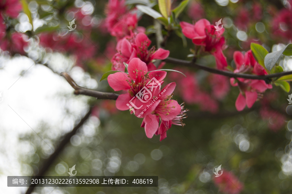 海棠花