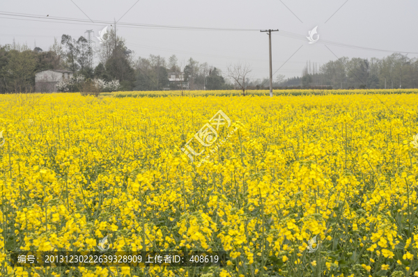 成都平原油菜花
