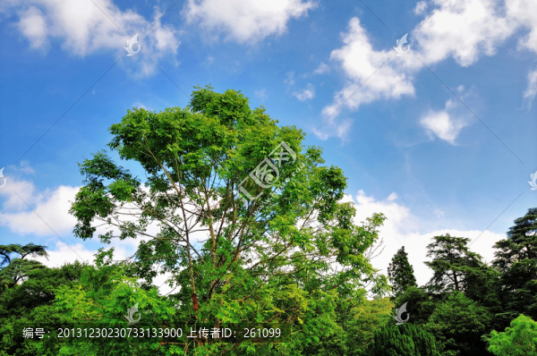 枝葉花草果實(shí)