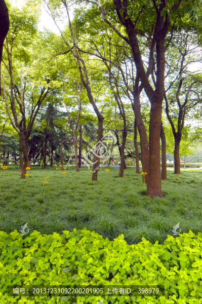 樹林
