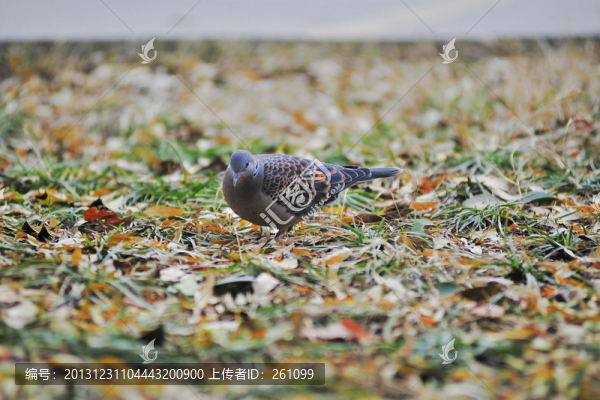 斑鳩