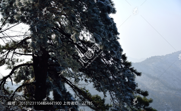 樹