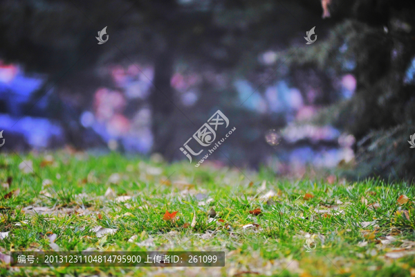 枝葉花草果實(shí)