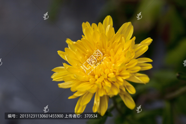 菊花,花卉,盆栽,花朵,綻放