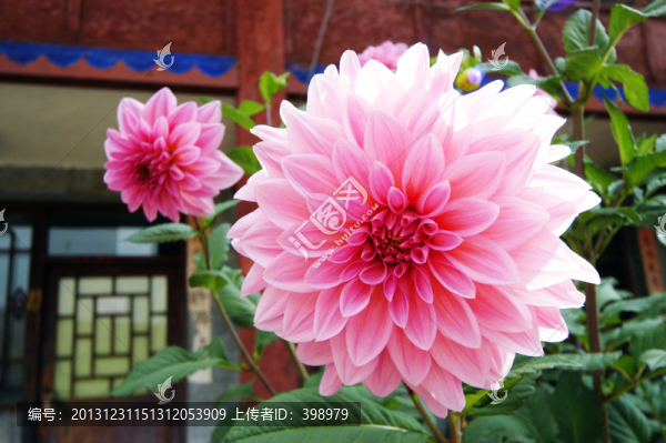 大麗菊
