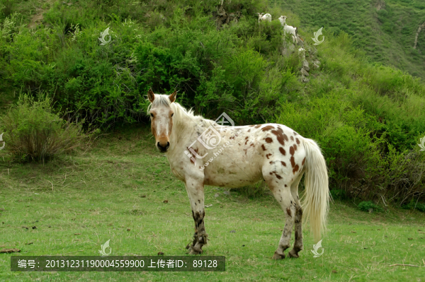 草原上的馬