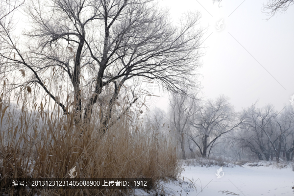 樹林