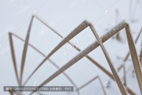 蘆葦