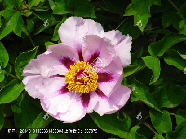 牡丹花