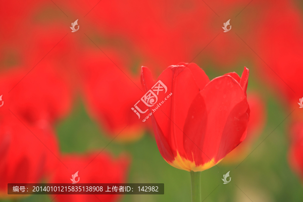 郁金香