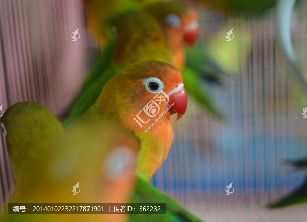 小鸚鵡