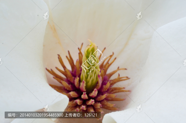 玉蘭花心