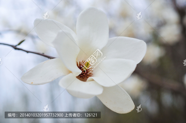 玉蘭花