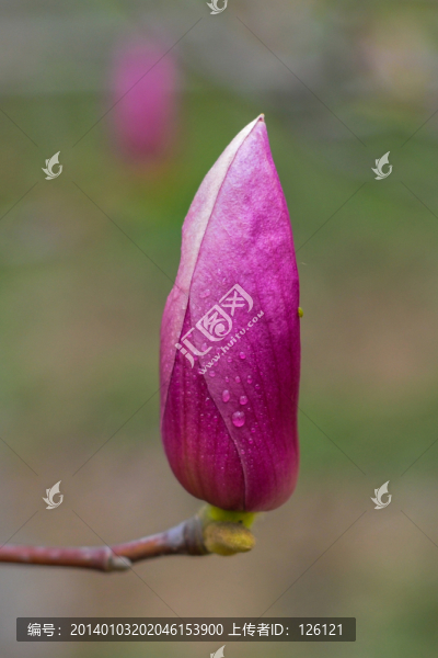 玉蘭花
