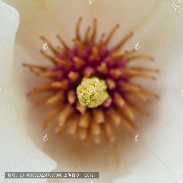 玉蘭花蕾