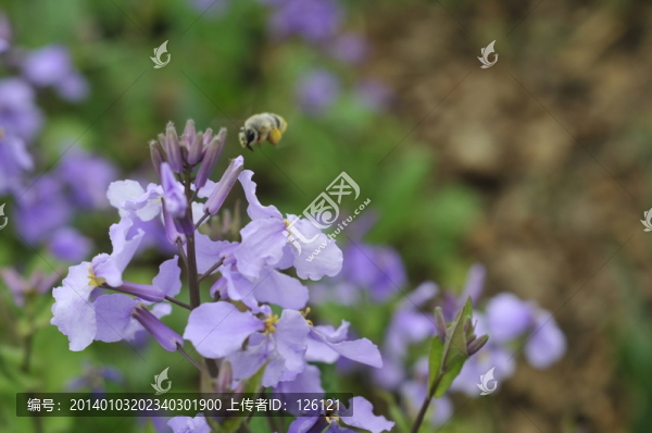 二月蘭,諸葛菜