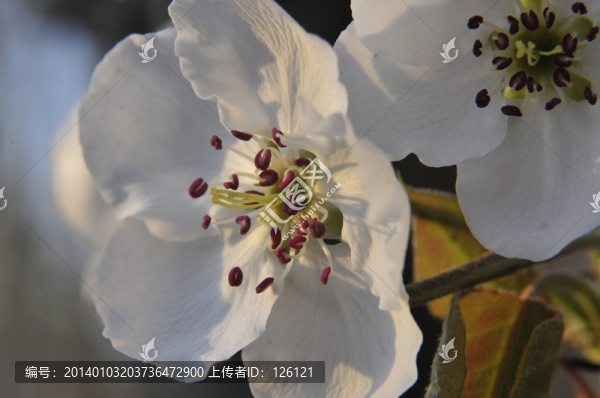 梨花