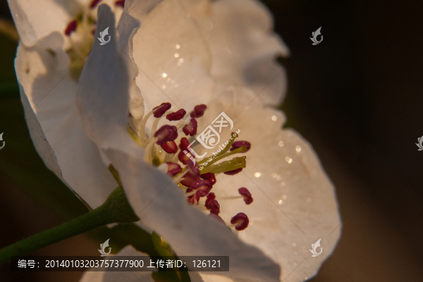 梨花