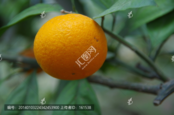 樹上的桔子